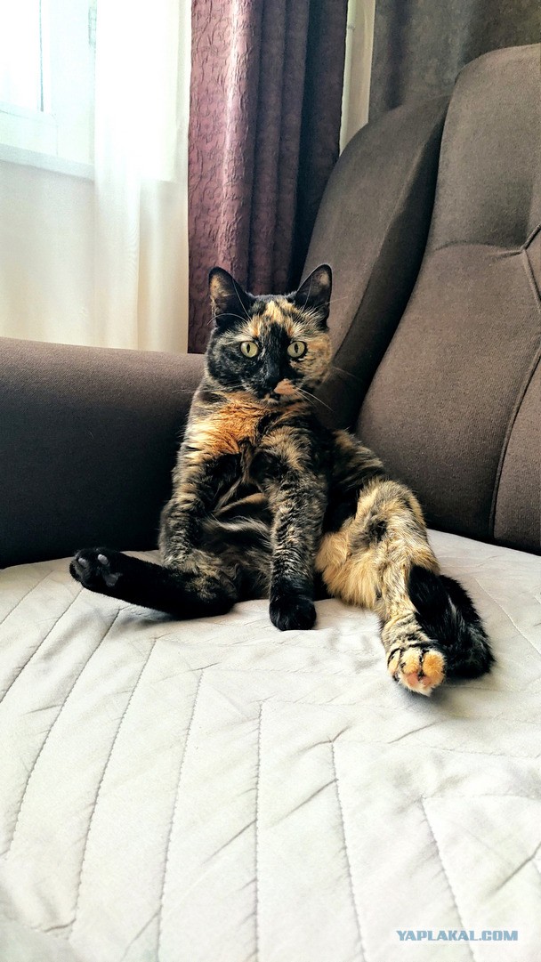Котовторник 19.07.22