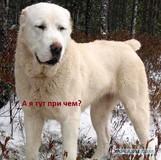 Пи**атое платье