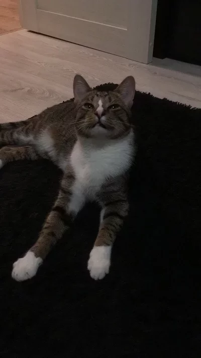 Котовторник в картинках