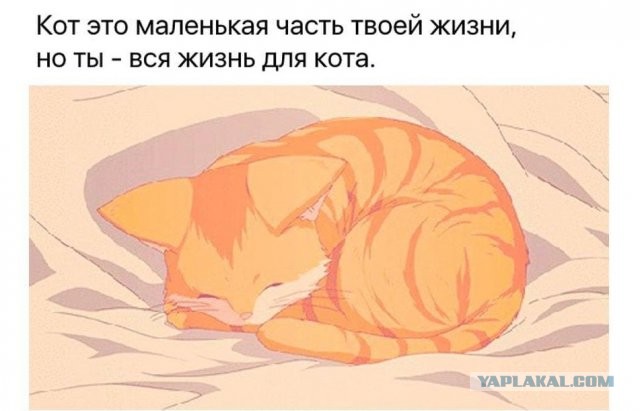 Ушел на радугу