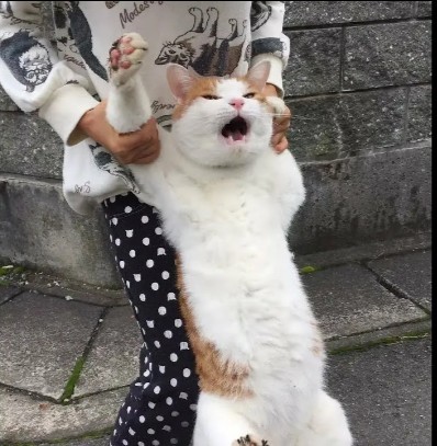 Вечерний шашлык