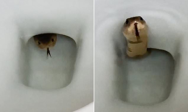 Сантехники всегда рядом