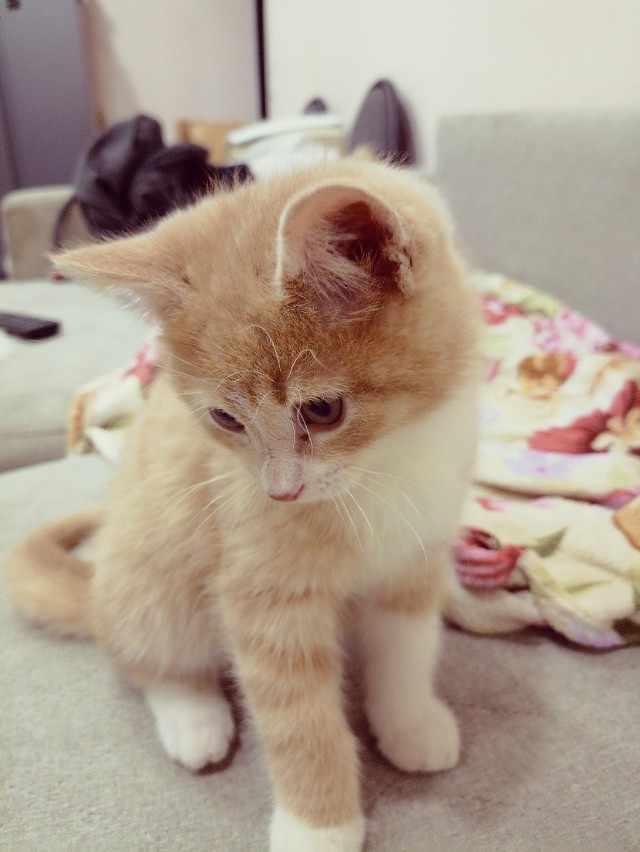 Нашелся таки хозяин (точнее хозяйка)