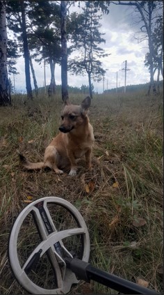 Кладоискатель