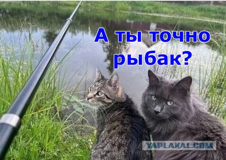 К котовторнику: подборка картинок-баянов с котиками и про котиков. Выпуск 33..
