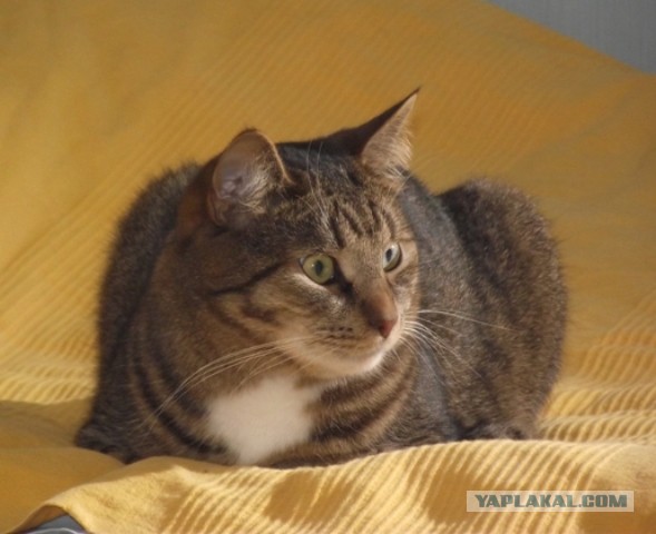 Котовторник  08.04.2014