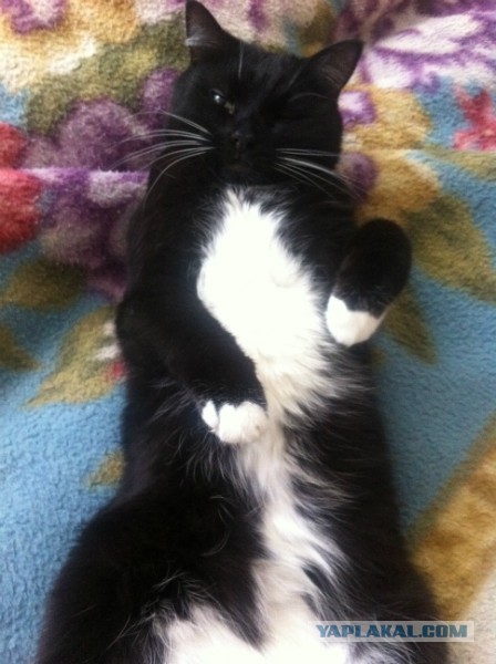Котовторник 29.04.14.