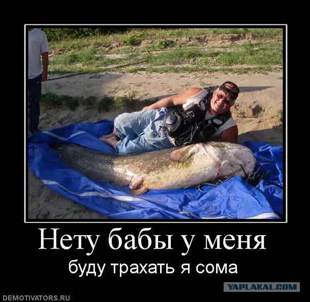 Сом – лучший мотиватор