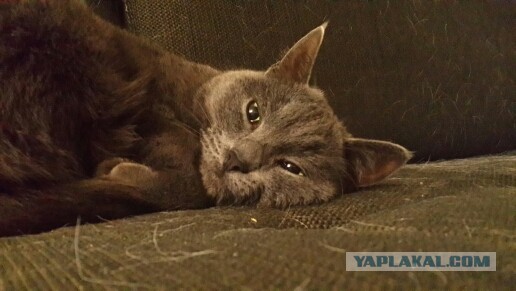 Коты после котовторника