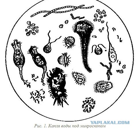 Бактерии в соленой воде. Микробы в капле воды под микроскопом. Бактерии в воде под микроскопом. Бактерии под микроскопом. Микроорганизмы живущие в воде.