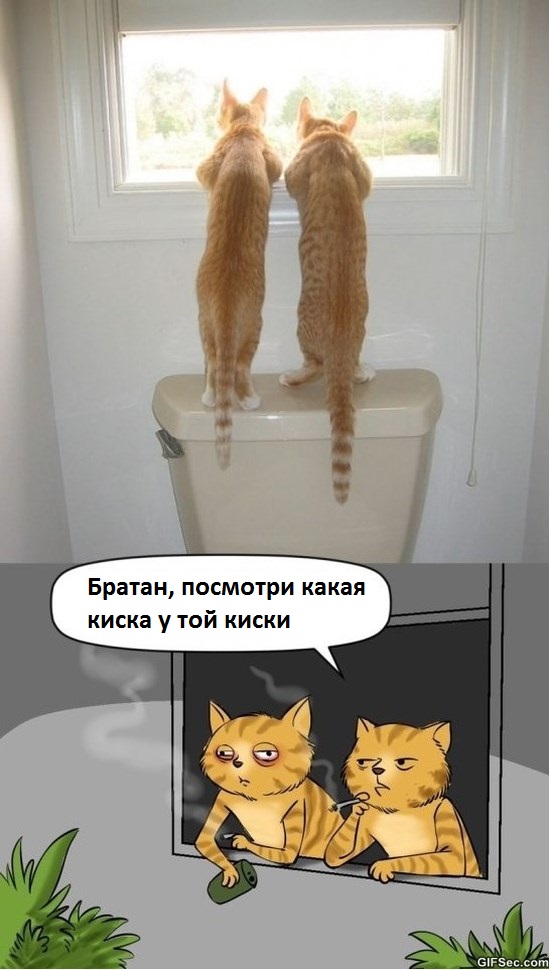 Картинки из сети