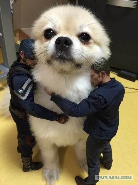 Для улыбок с утра
