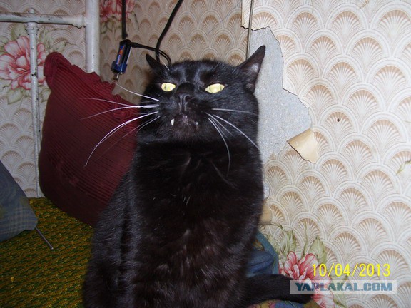 Котовторник