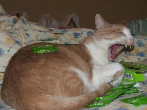 Коты, кошки, котята