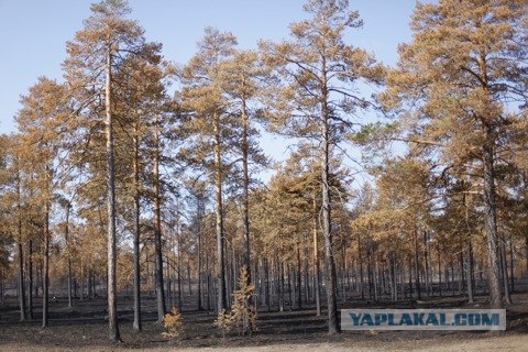 Пожары в ЮГРЕ