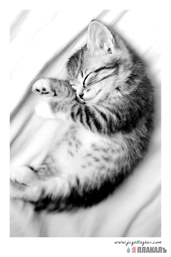 Коты, кошки, котята