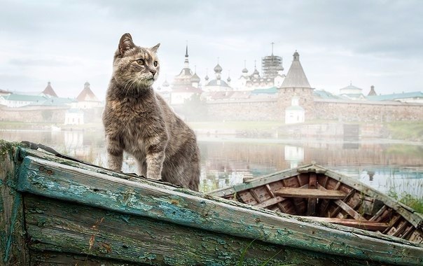 Всякое-разное из сети