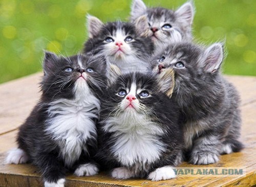 Ну, очень нервная кошка.