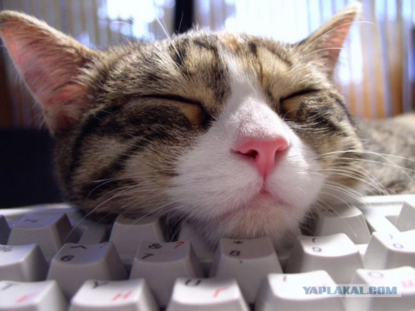 Кото-вторник 24 Мая 2016го :)