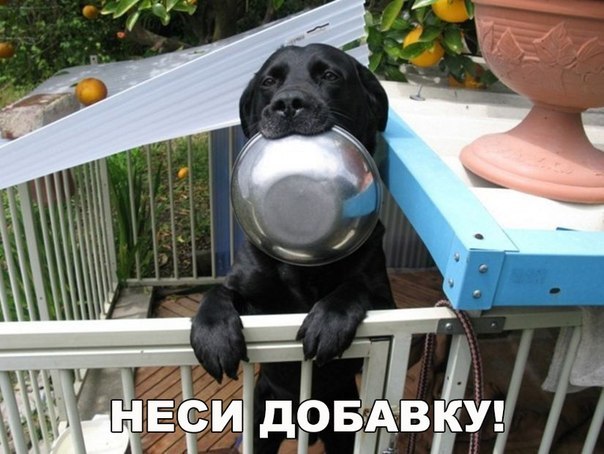 Прикольные животные