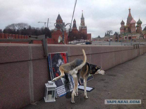 Россияне стали прохладнее относиться к Путину