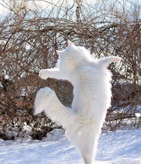 Коты из сети