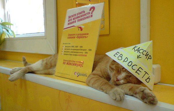 Коты и Кошки