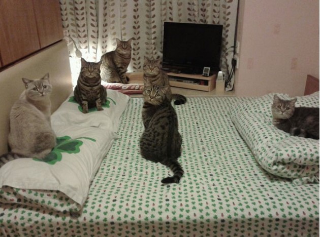 Коты и Кошки