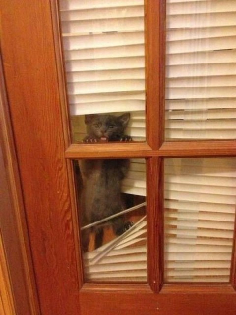 Коты и Кошки