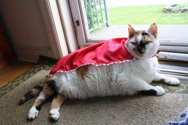 Коты и Кошки