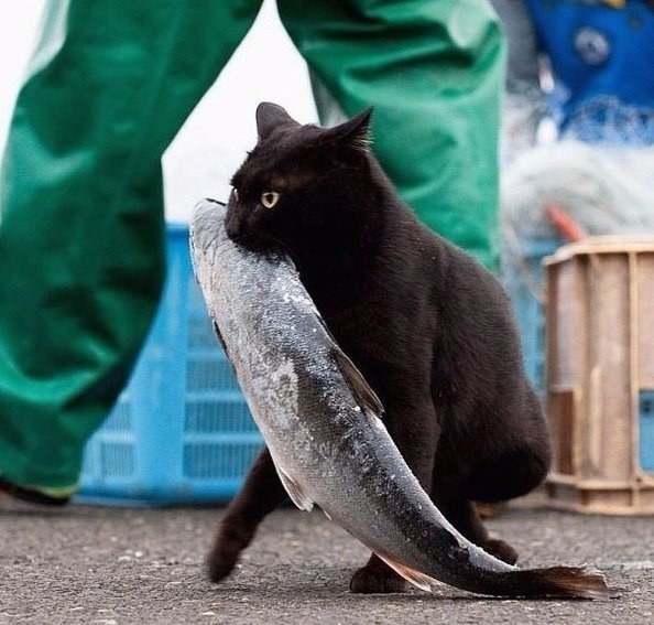 Прикольных котов пост