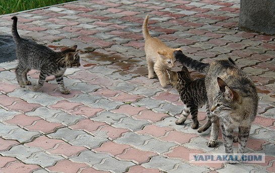 Ура, котовторник! (01.07.2008)