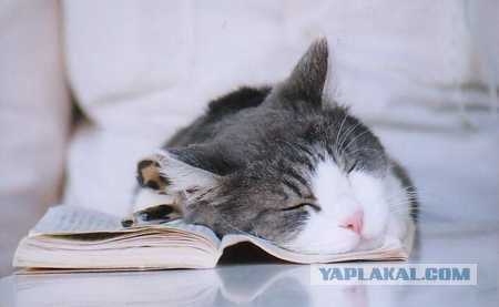 Внимание! На ЯПе КОТОВТОРНИК. 23.09.08.