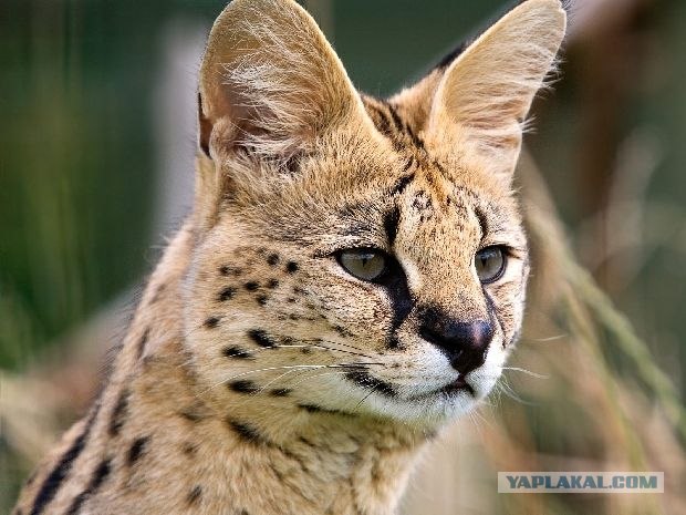 Большие кошки, фото