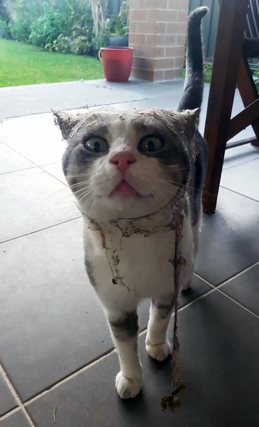 Прикольных котов пост