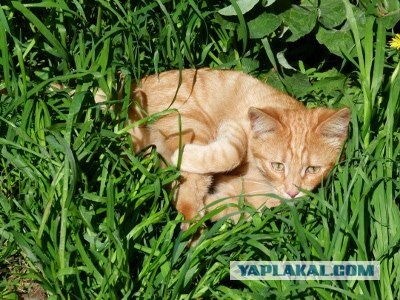 Котовторник!
