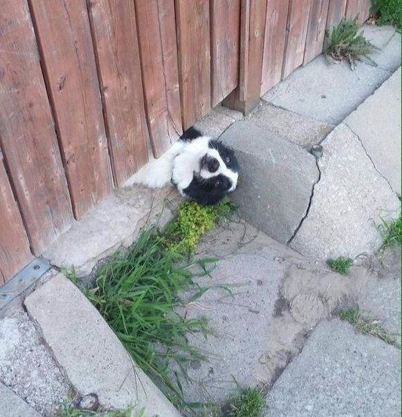 Милые животные. Мимиметр сломался