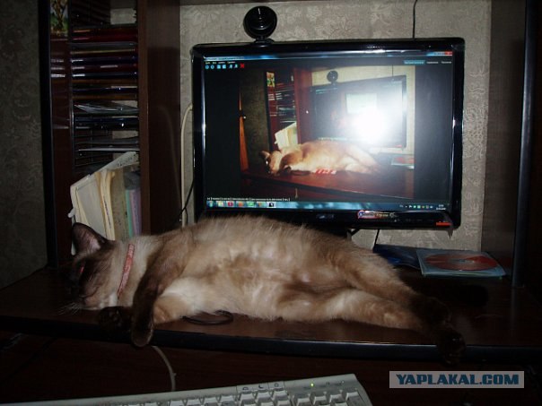 Профессиональный котовторник