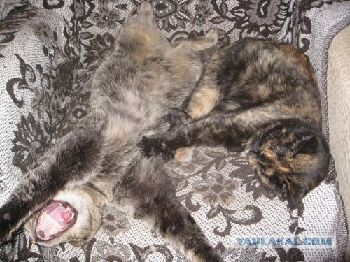 Котовторник (10.01.2012)