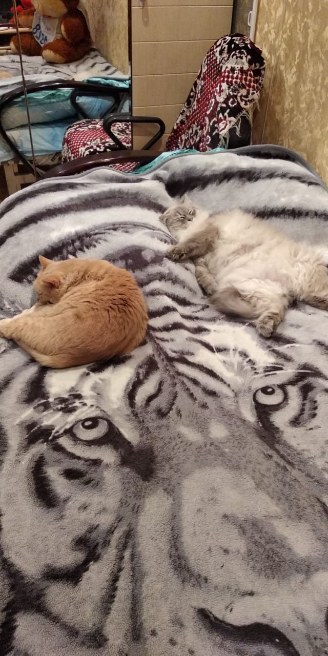 Котовторник 18.12.2018