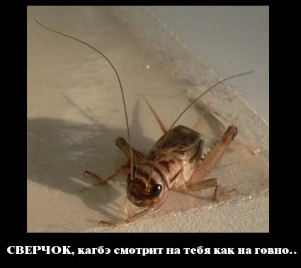 Я поймал эту тварь!