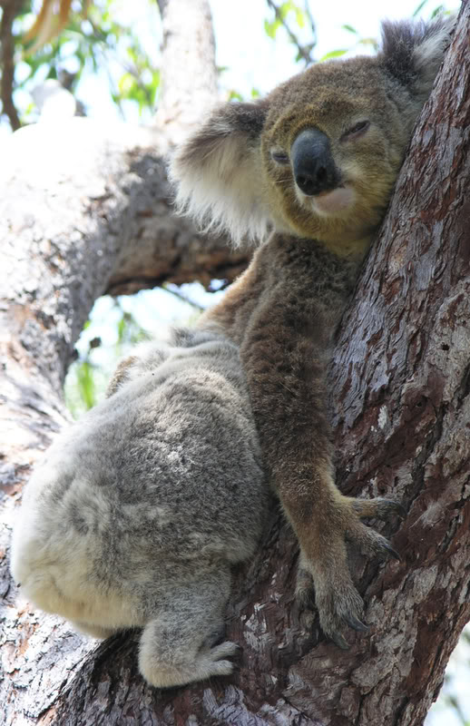 Коала Джимми