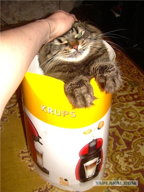 Котовторник 10. 07. 2012