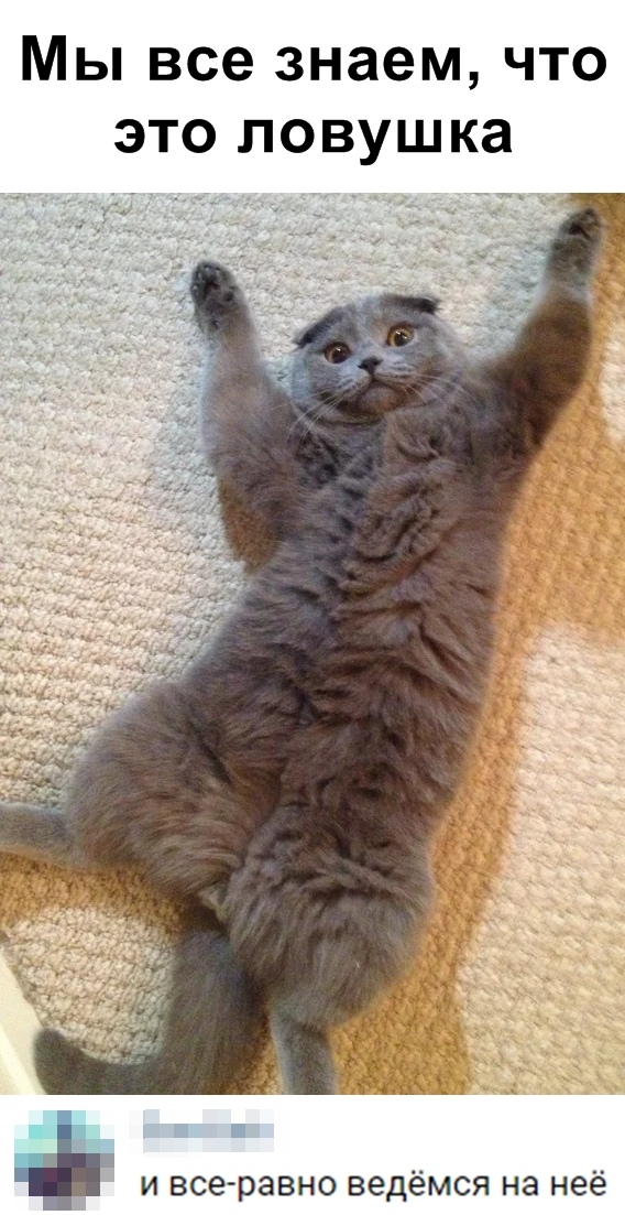 Забавные фото котеек