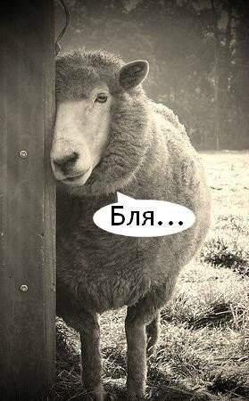 Вот с*ка! Бросил пить и ушёл к другой