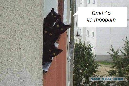 Киса хочет жабы
