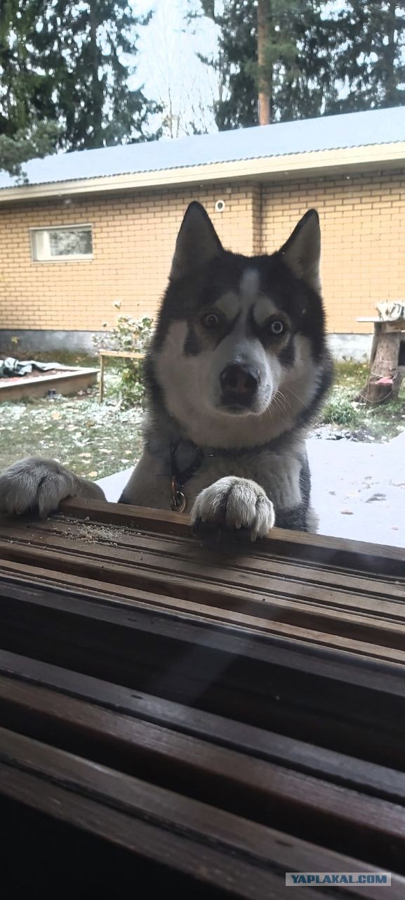 Спокойно поесть, без головы, которая требует колбасу