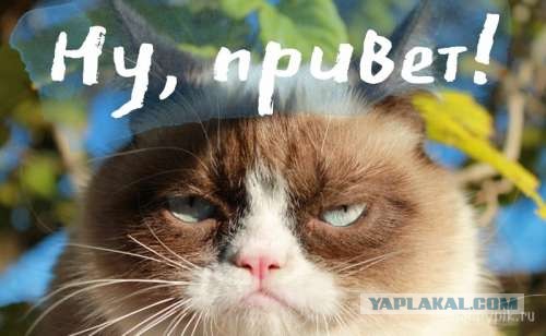 Не понимала, почему Виктор меня мышкой называет, пока не обнаружила целый зоопарк в его телефоне