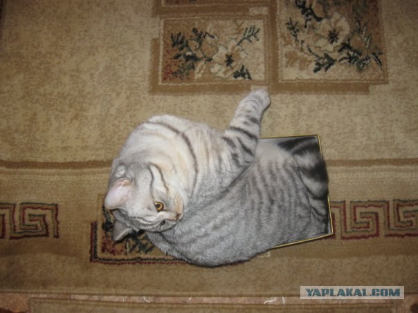 Упаковывание кота