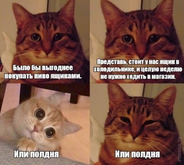 Насохранял